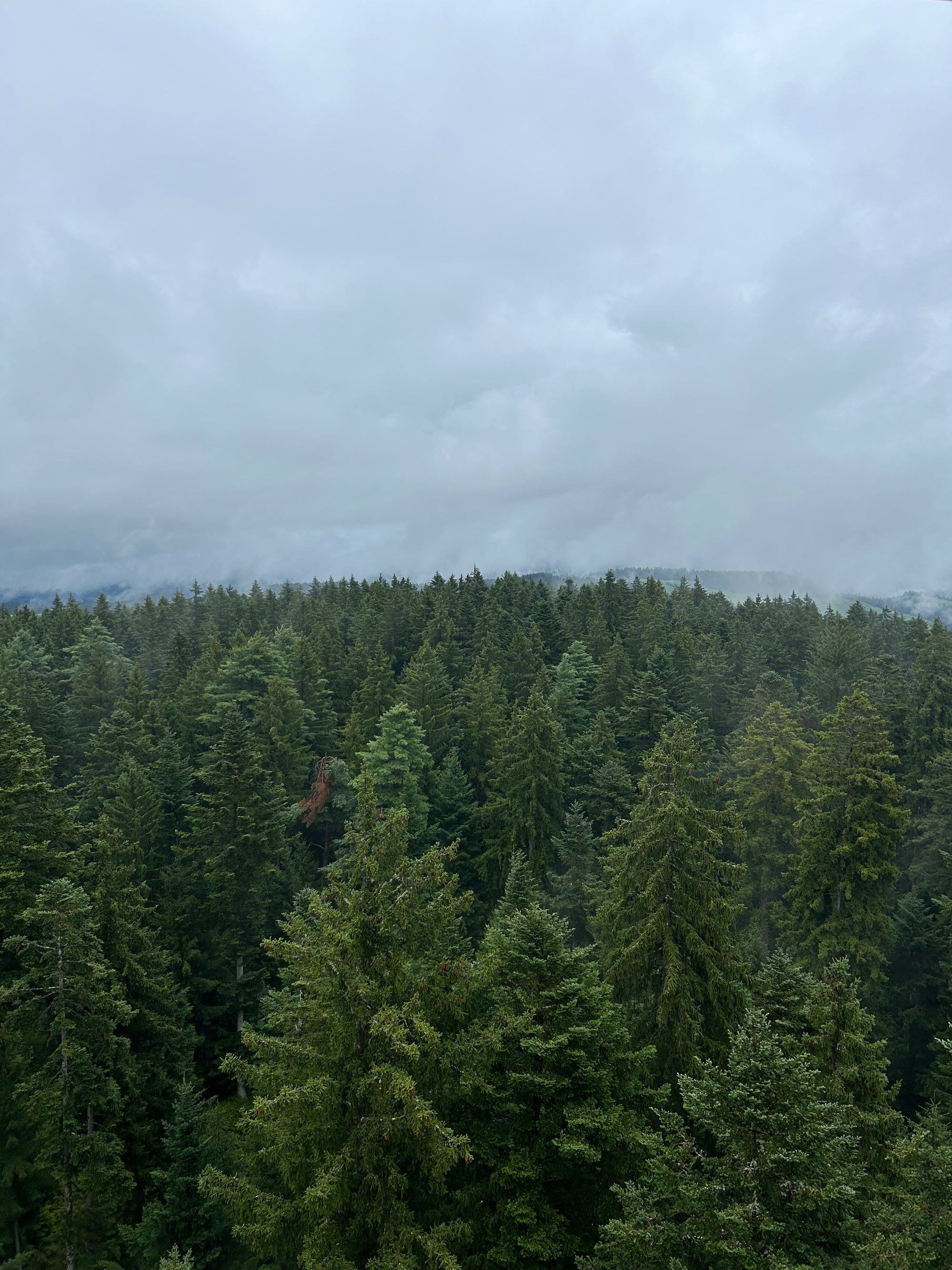 Forest of coniferous trees under a cloudy sky