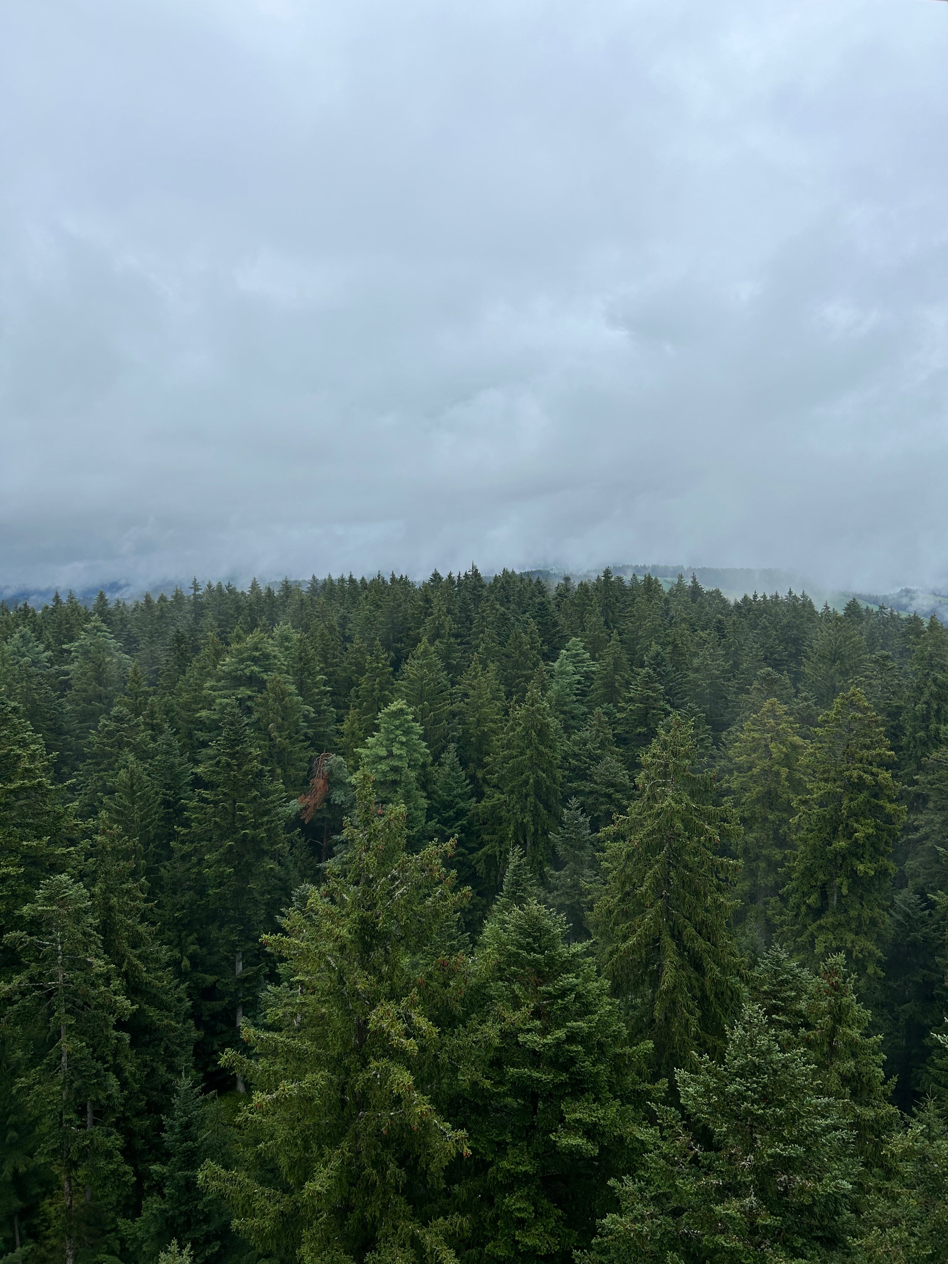Forest of coniferous trees under a cloudy sky